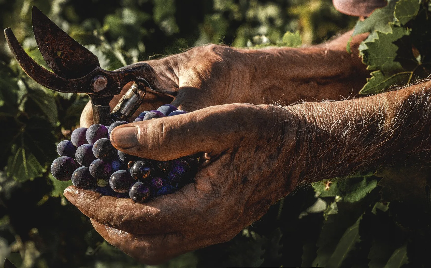 Primitivo Rosso Harmônia - immagine 3