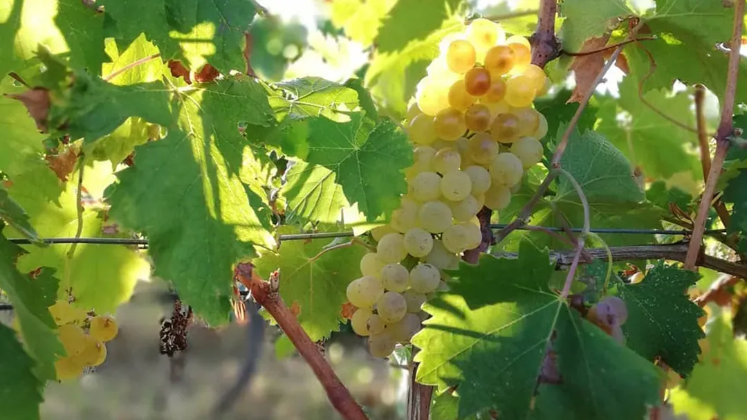 Vermentino Bianco Harmônia - immagine 3
